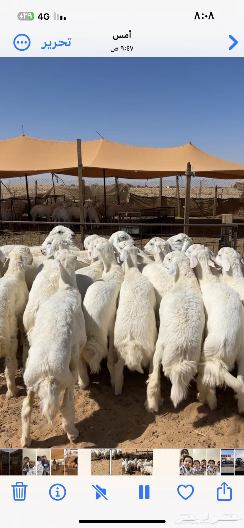 Luxury Sacrificial Animals, Hajj 2025, Heading to Riyadh on September 27, 202564525414278785113