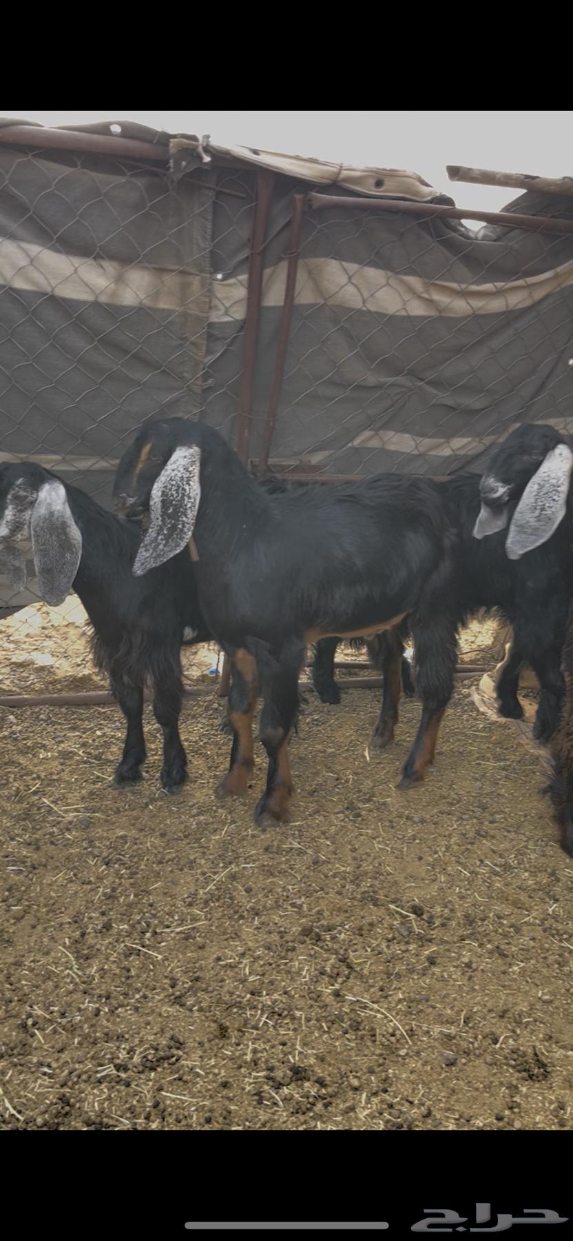 عروض اليوم الوطني على التيوس والطليان64524905160449114