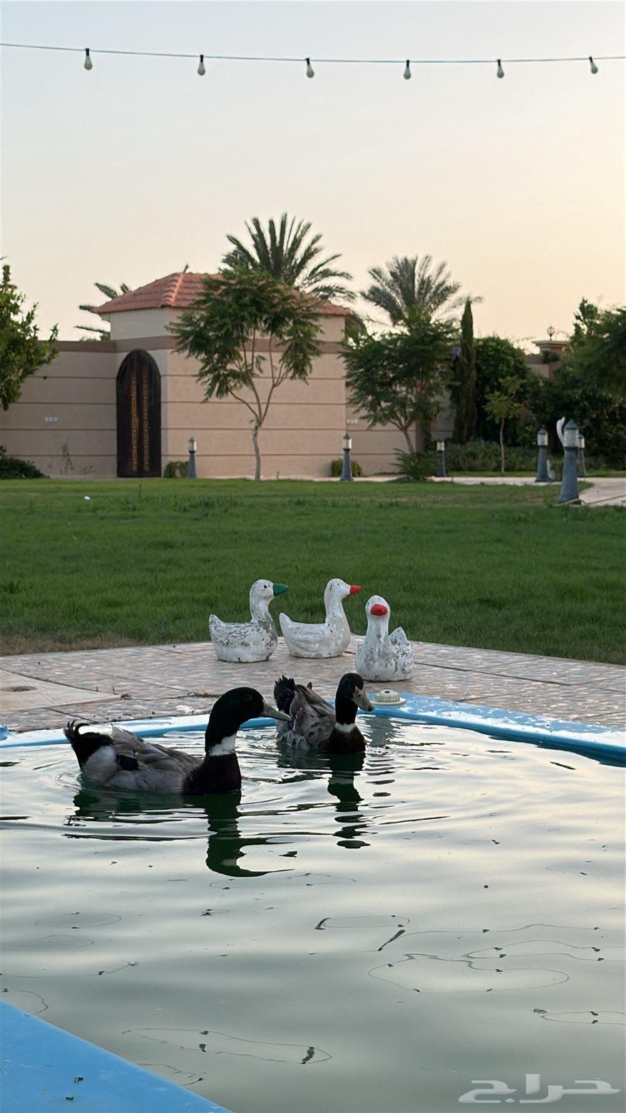 Duck with stripes64519540187906112