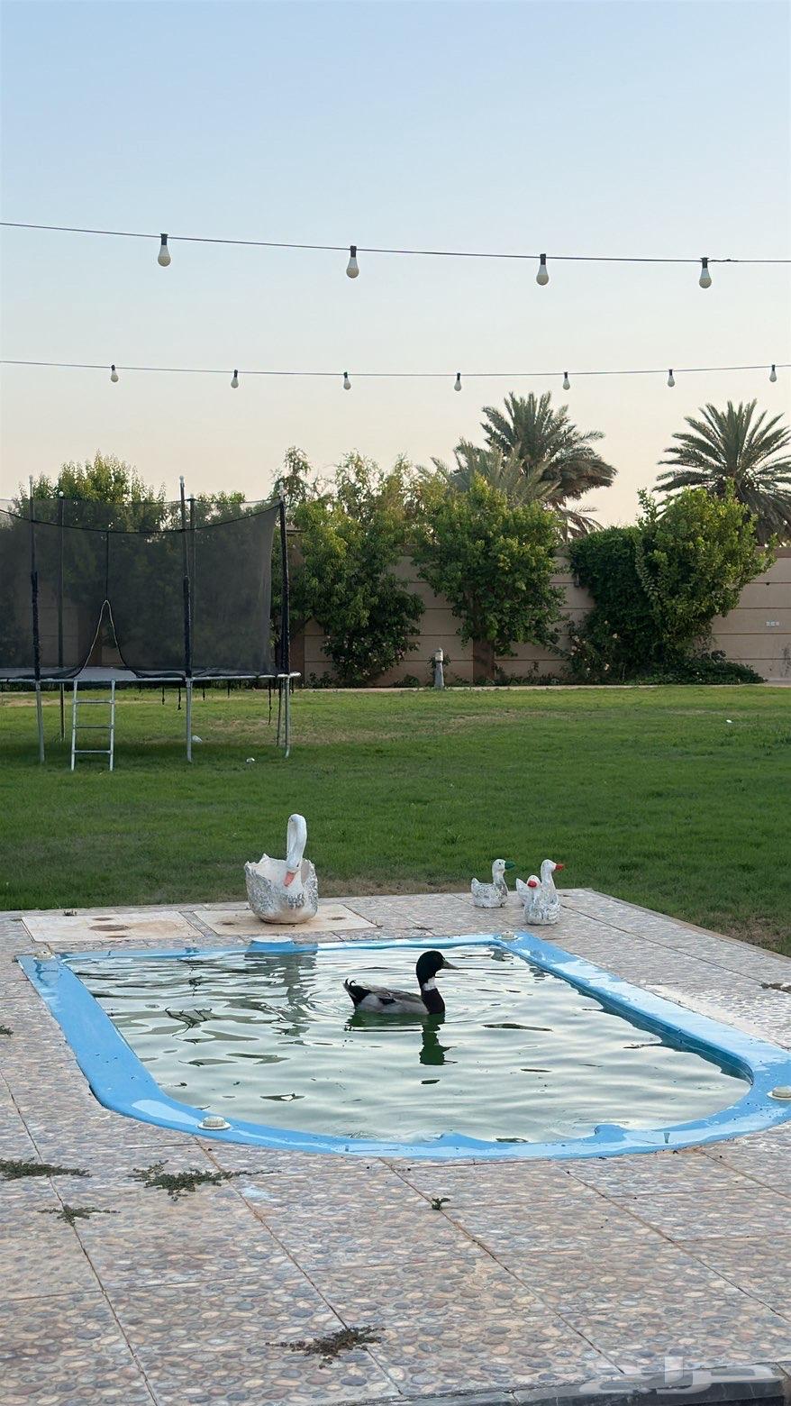 Duck with stripes64519540187906113