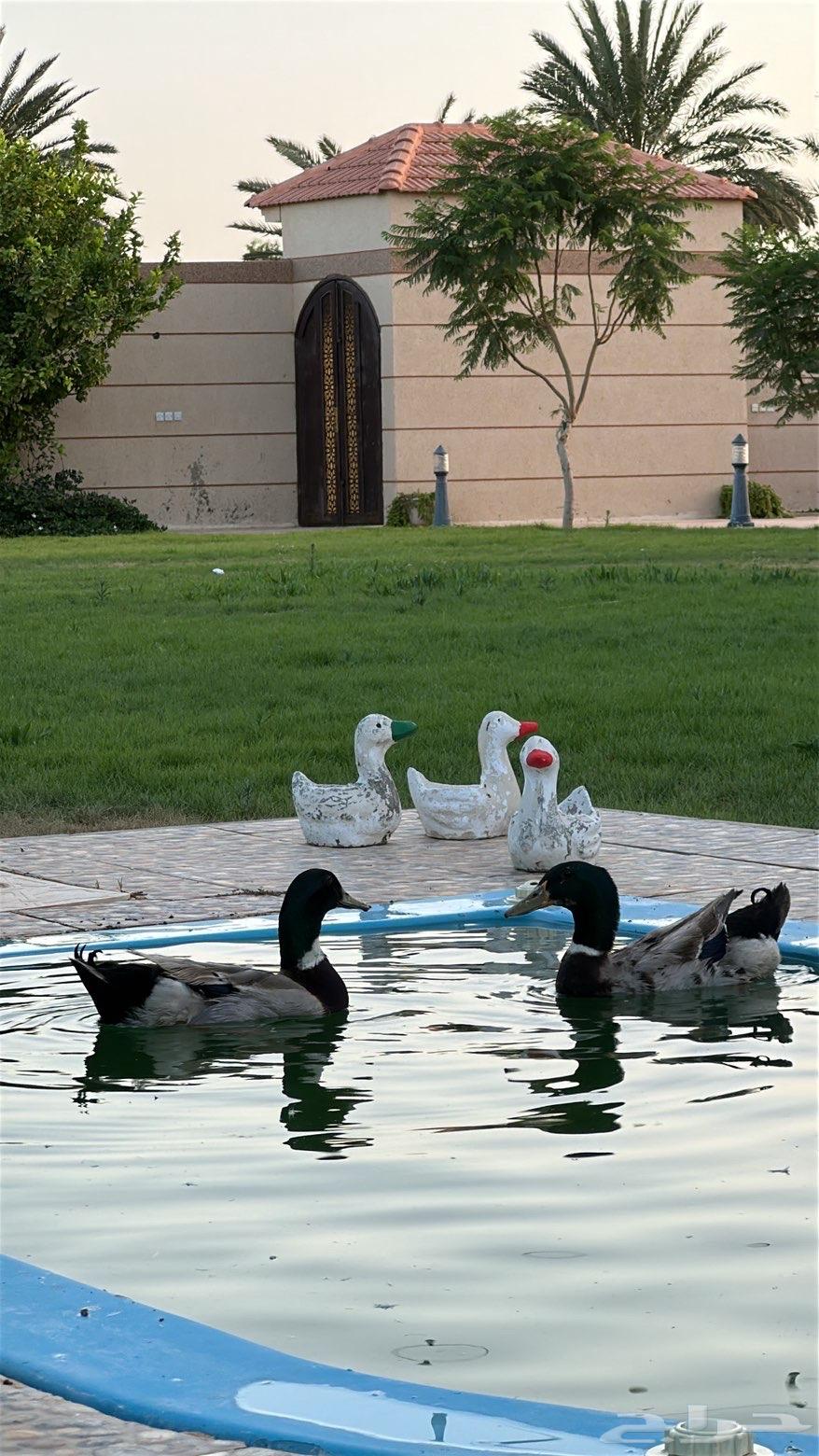 Duck with stripes64519540187906110