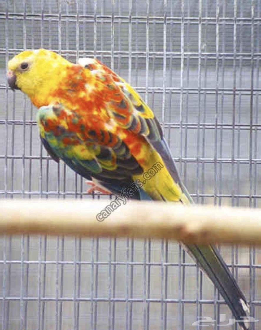 Bracket Product Pair64522387291394110