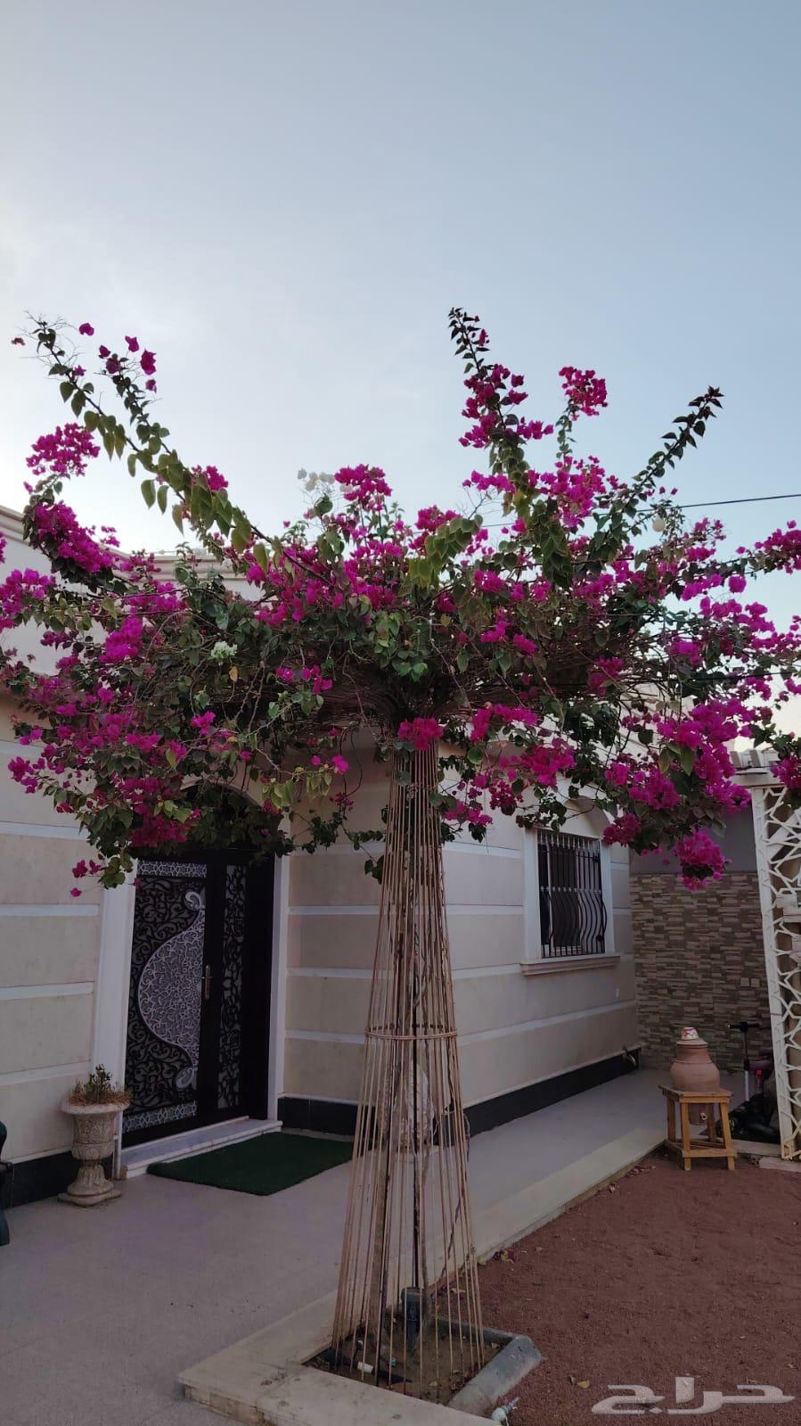 Selling a climbing Hell machine with its stand64524573286658110