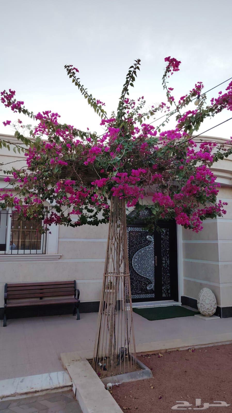 Selling a climbing Hell machine with its stand64524573286658111