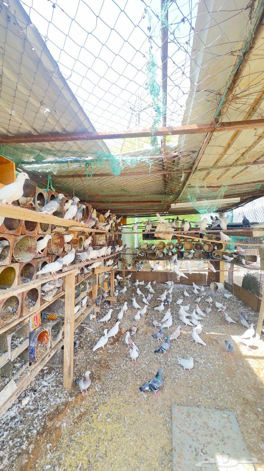 حمام مشكل للبيع64520727183747111