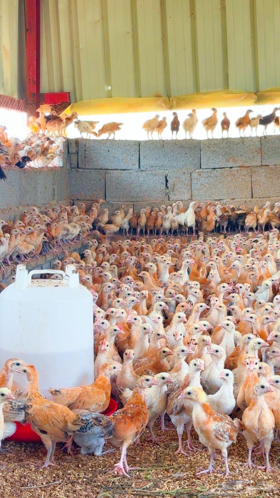 Puppy64521397687041113