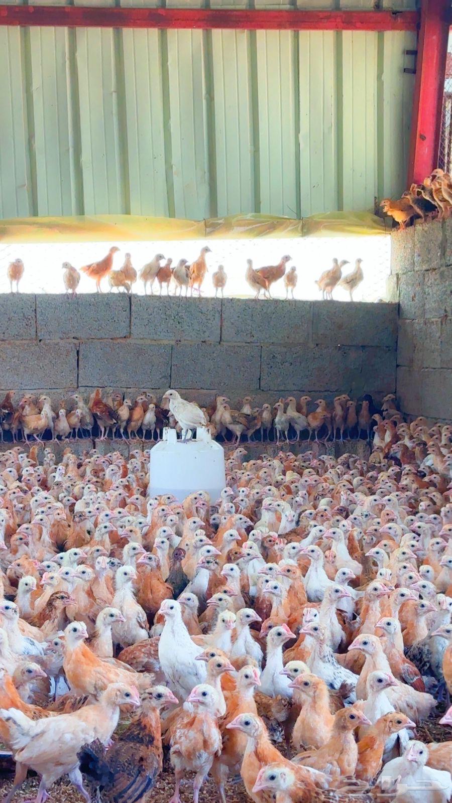 Puppy64521397687041112