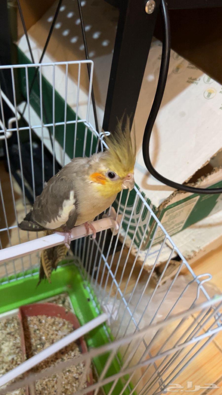 Crown Bird64524932745859112