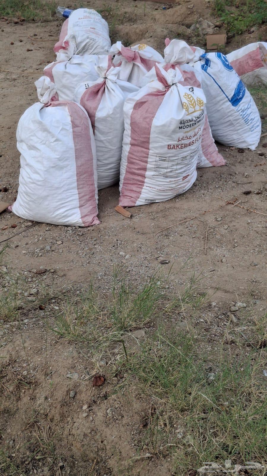 Clean Ajwa Dates for Halal64520375035778113