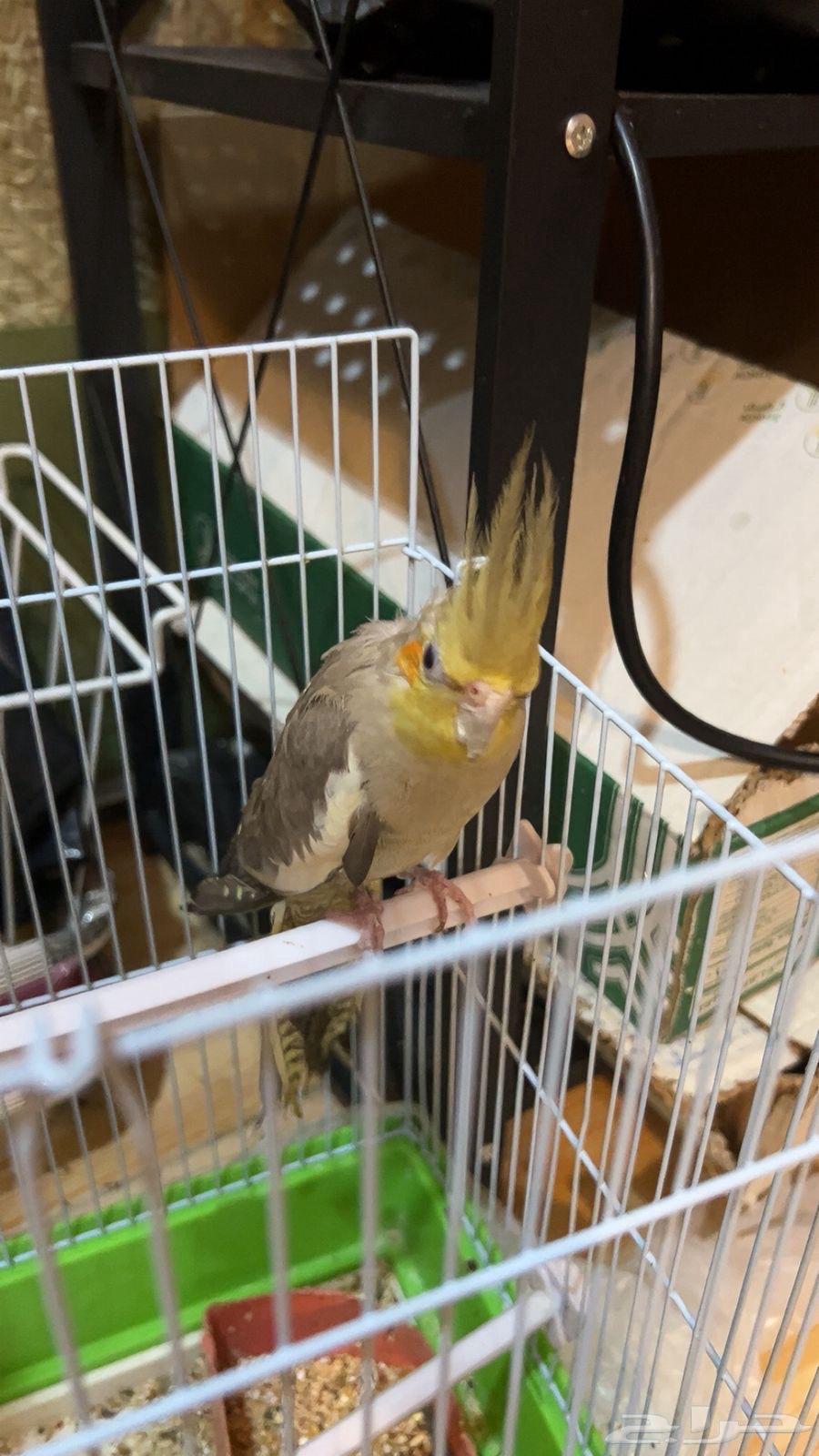 Crown Bird64524932745859111