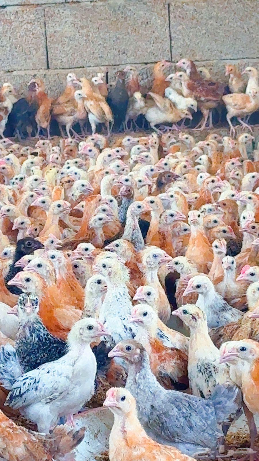 Puppy64521397687041110