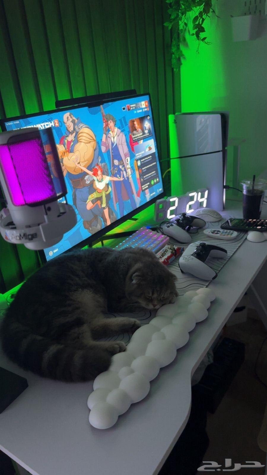 Scottish Fold Kitten for Sale64518946077185111