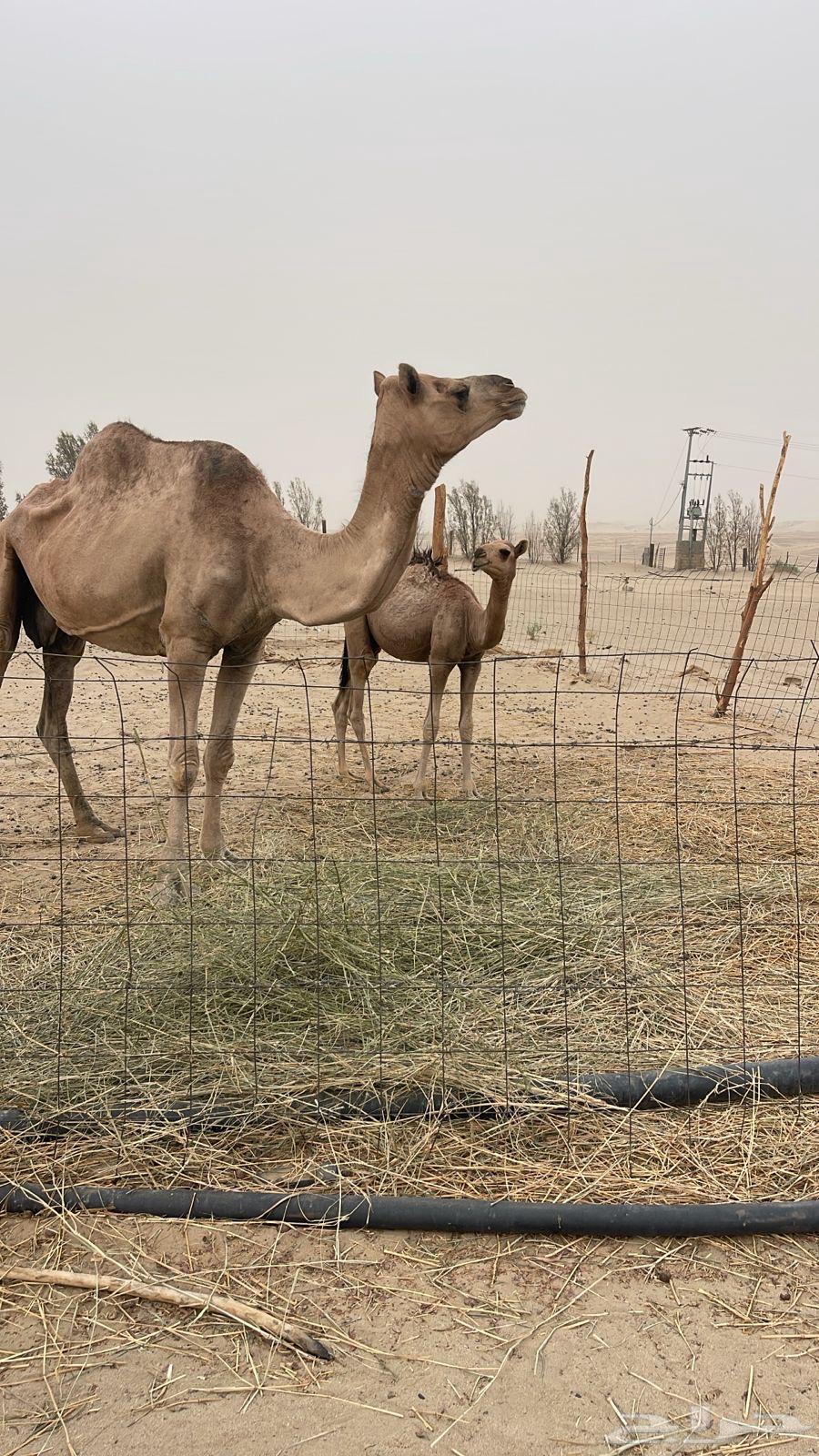 ناقة خلفه حمرا طيبه بالحيل معها قعود كفو64520783542914112