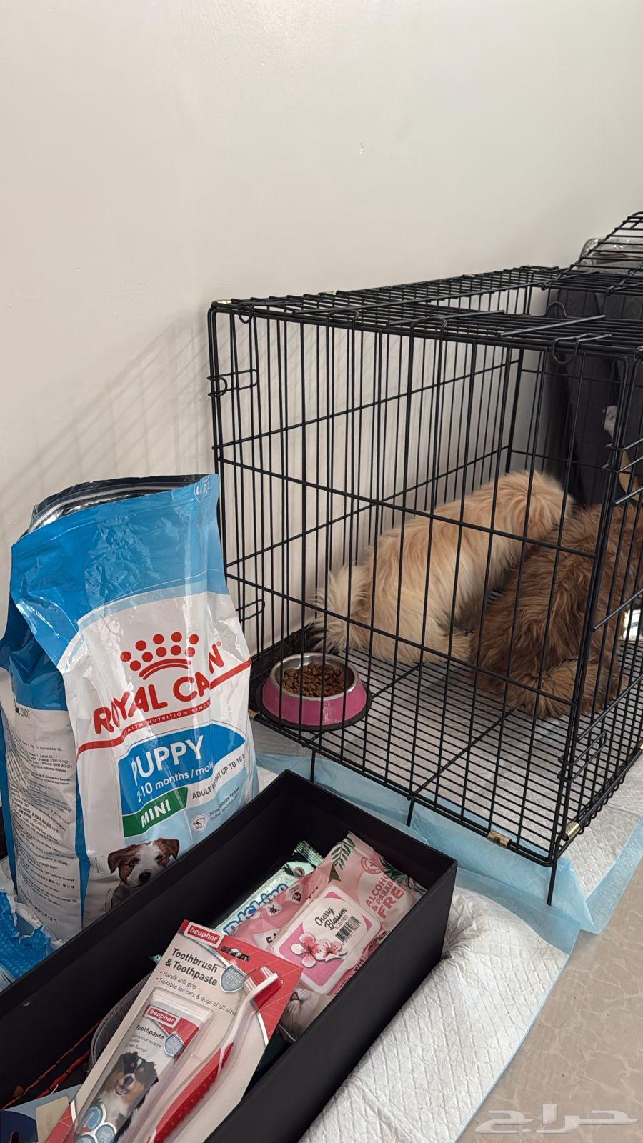 جروين صغيرين للبيع64523189765890110