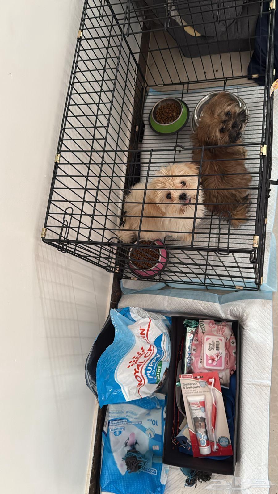 جروين صغيرين للبيع64523189765890111