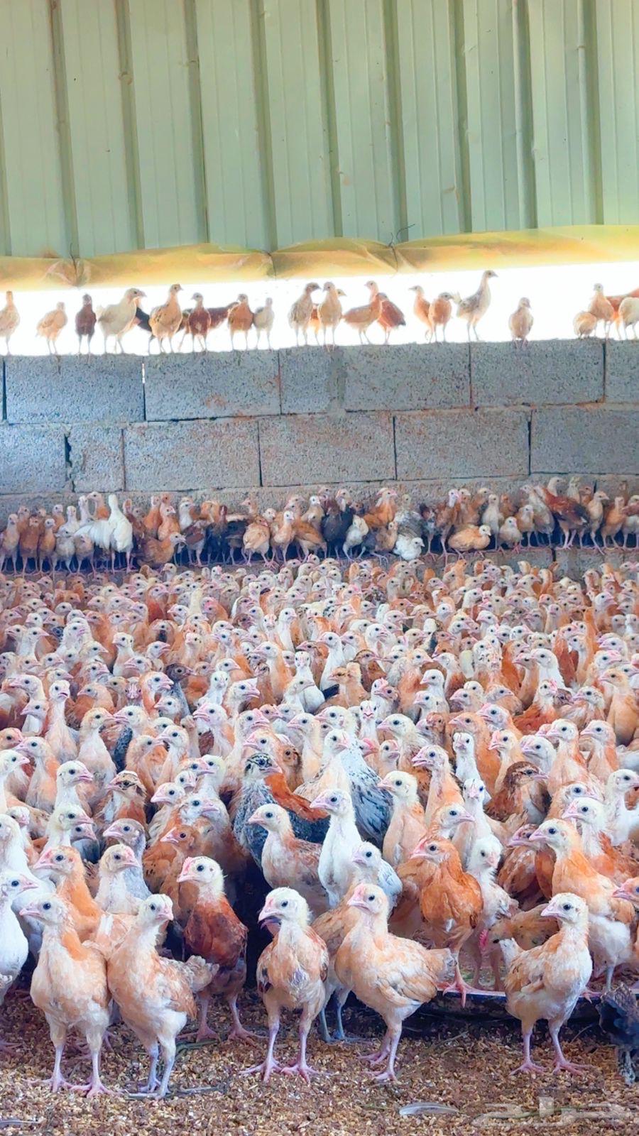 Puppy64521397687041114