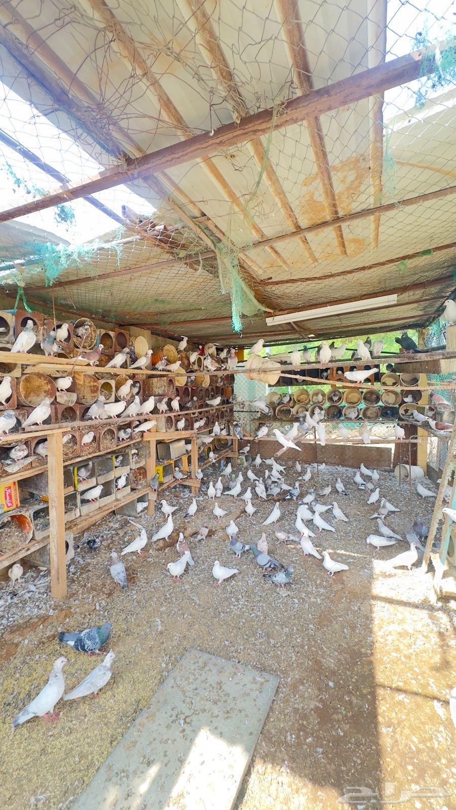 حمام مشكل للبيع64520727183747110