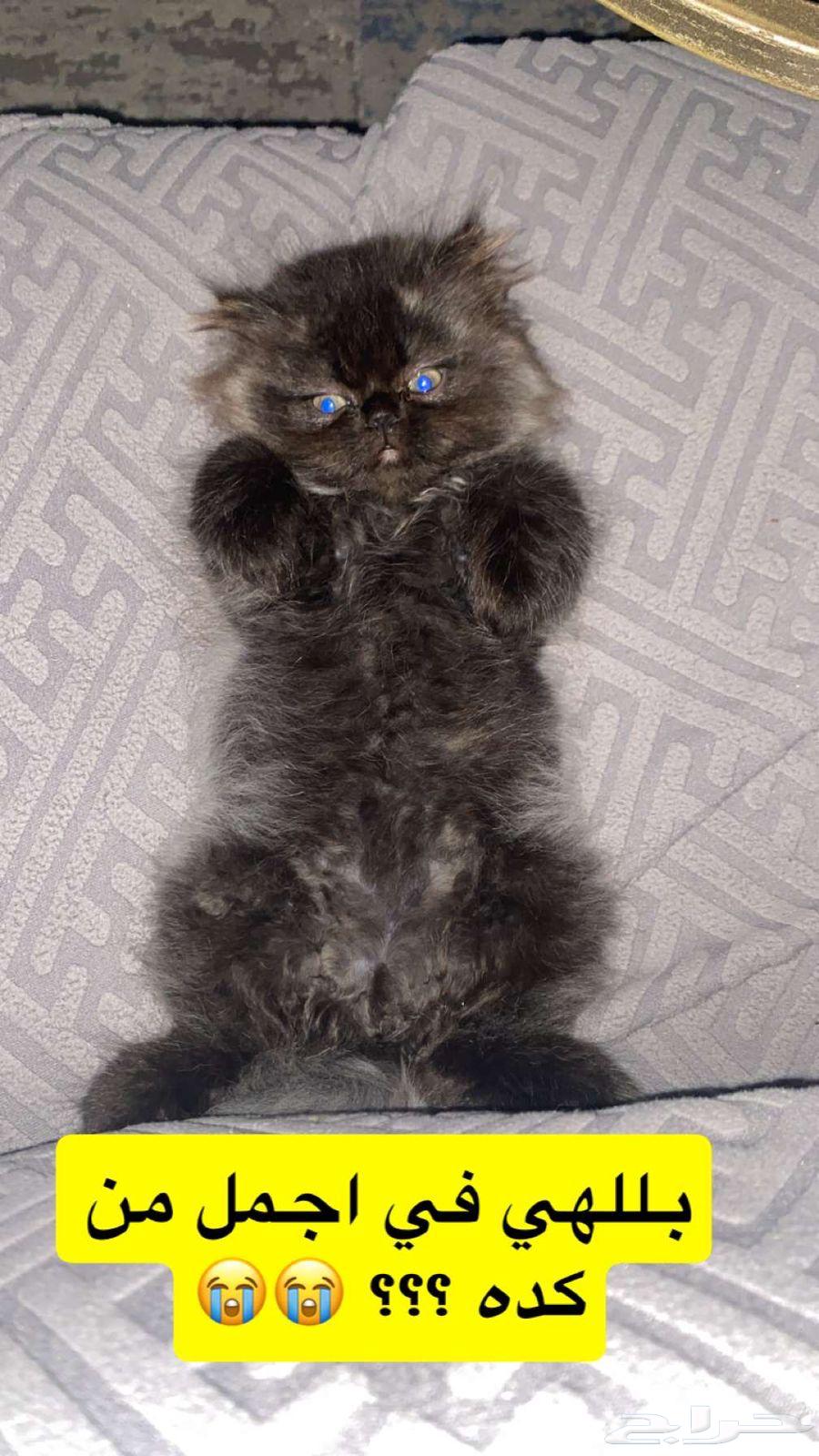 قطط للبيع64523584094723110