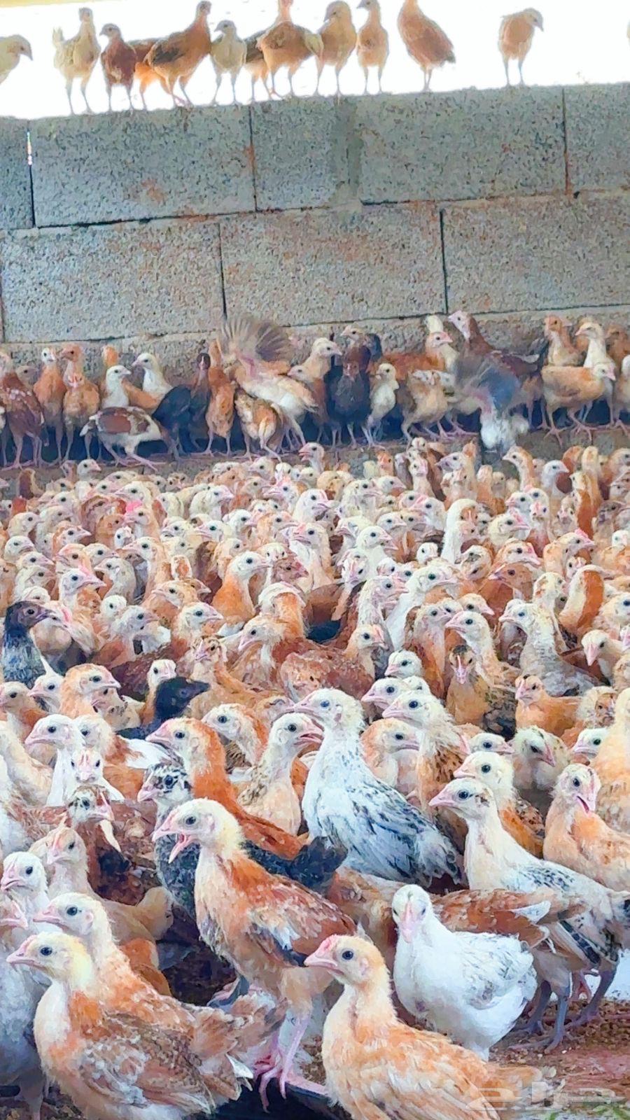 Puppy64521397687041111