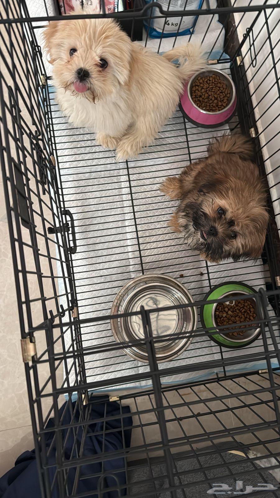 جروين صغيرين للبيع64523189765890112