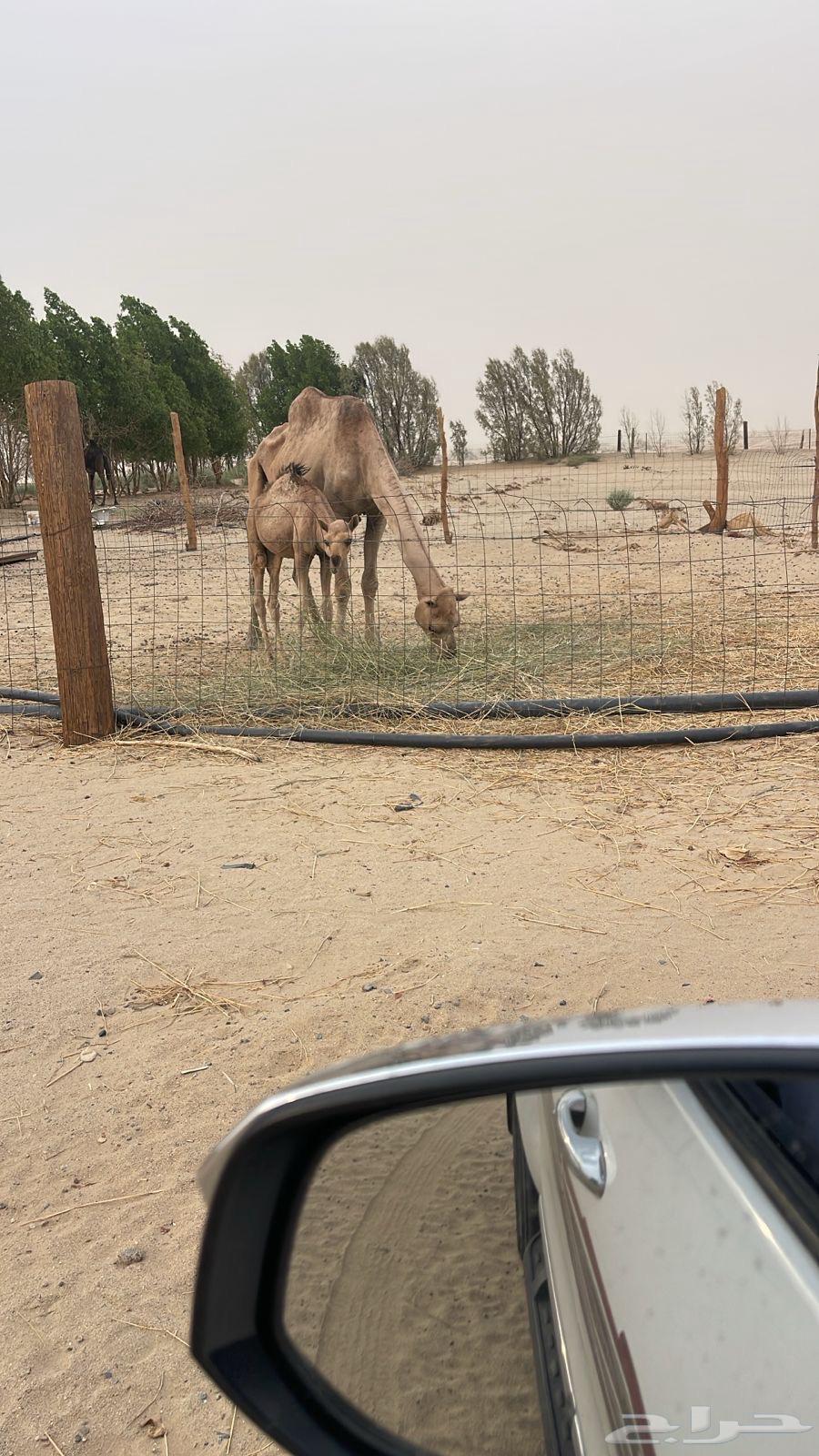 ناقة خلفه حمرا طيبه بالحيل معها قعود كفو64520783542914111