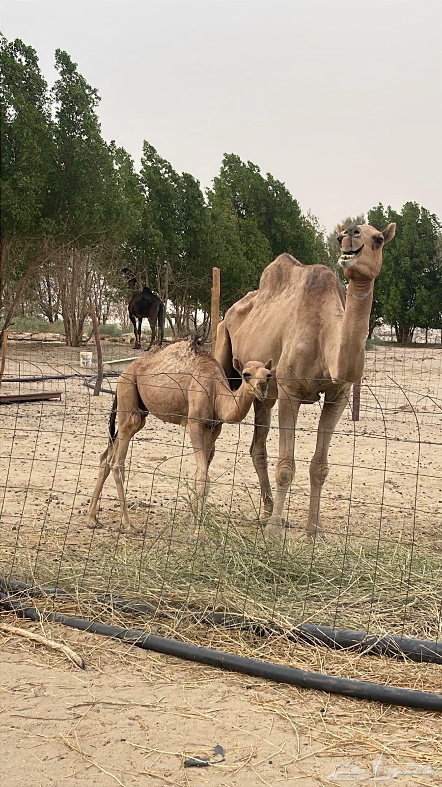 ناقة خلفه حمرا طيبه بالحيل معها قعود كفو64520783542914110