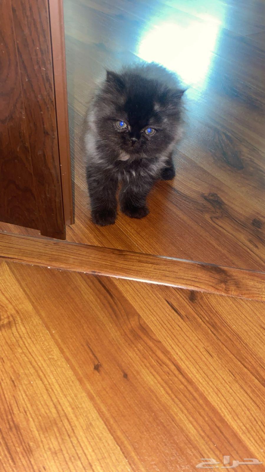 قطط للبيع64523584094723111