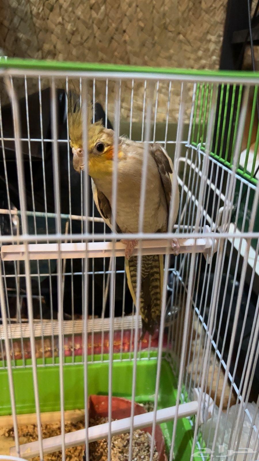 Crown Bird64524932745859110