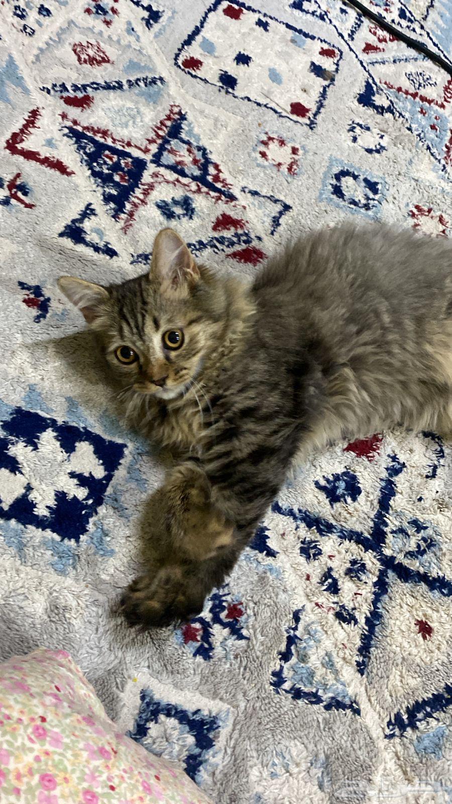 قطط لبيع64524052499586110