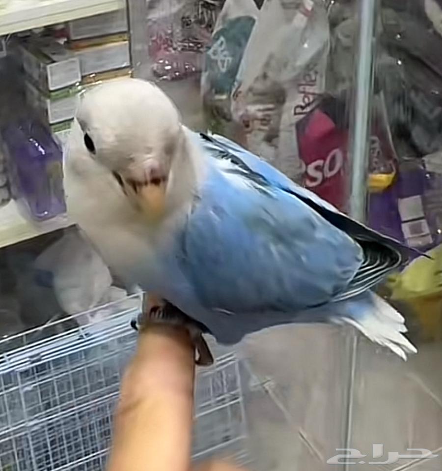 روز للبيع64521240268289110