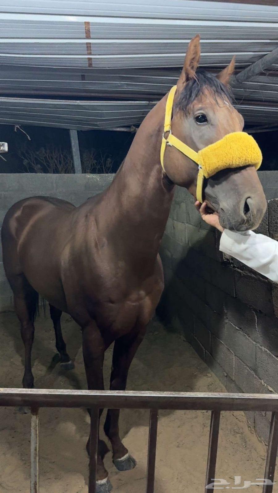 الحصان طيب جدا64524587113601110