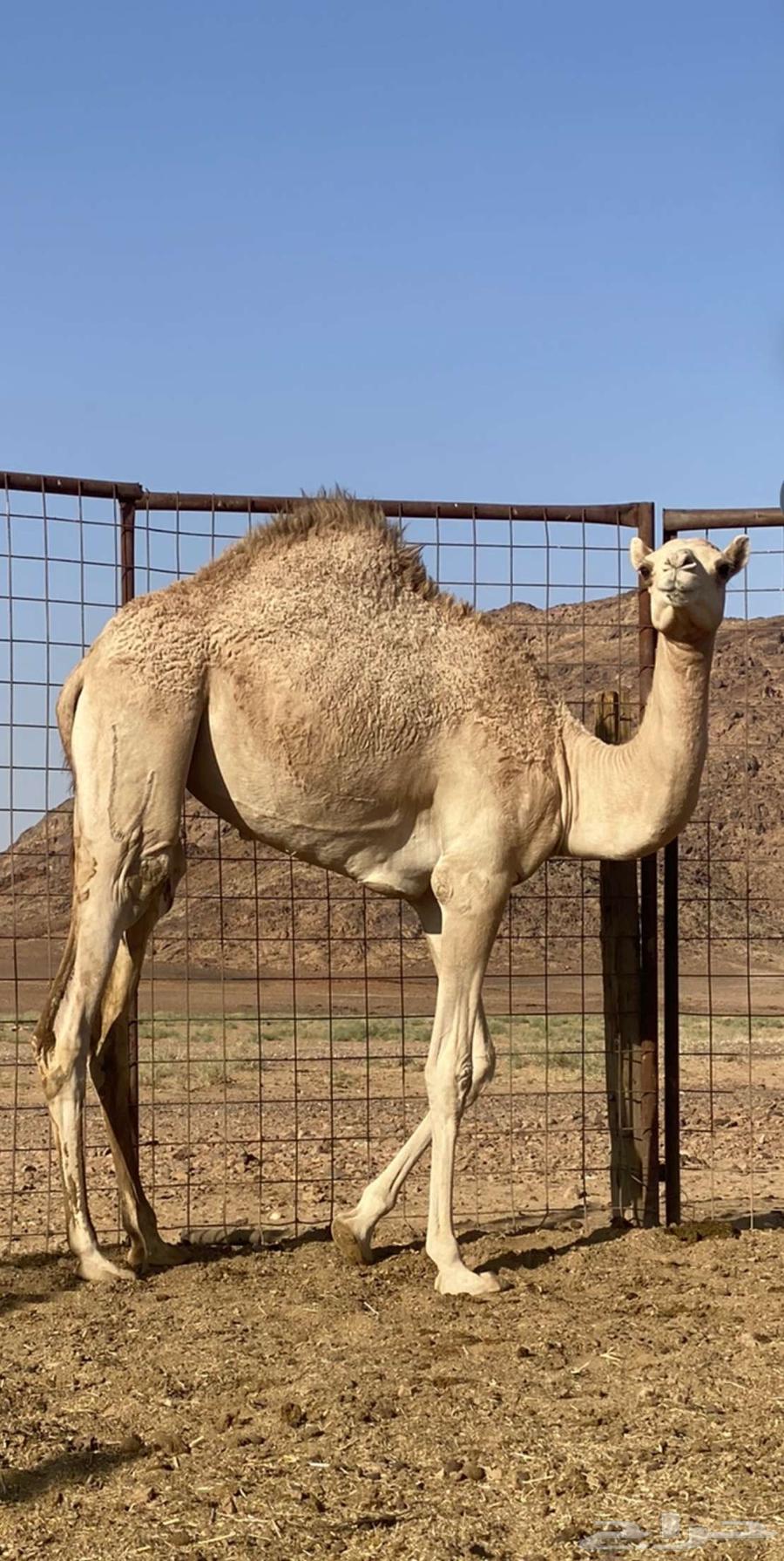 بكره للبيع64519455192450112