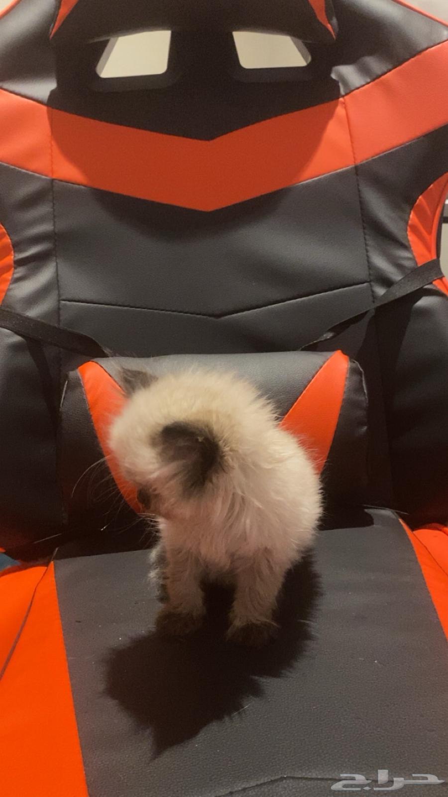 قط للبيع ذكر (العلا)64519596798083111