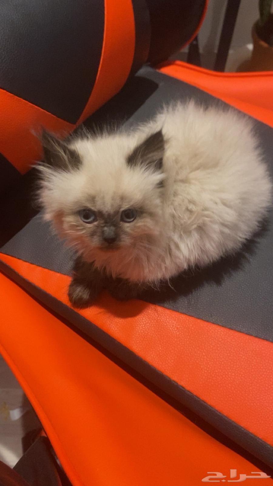 قط للبيع ذكر (العلا)64519596798083110