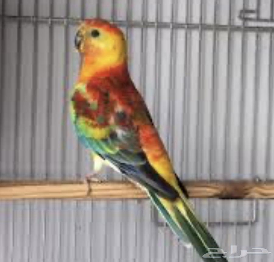 Bracket Product Pair64522387291394111