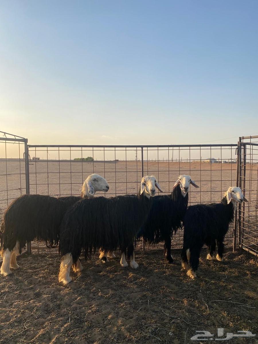 نجد للبيع64525704670978111