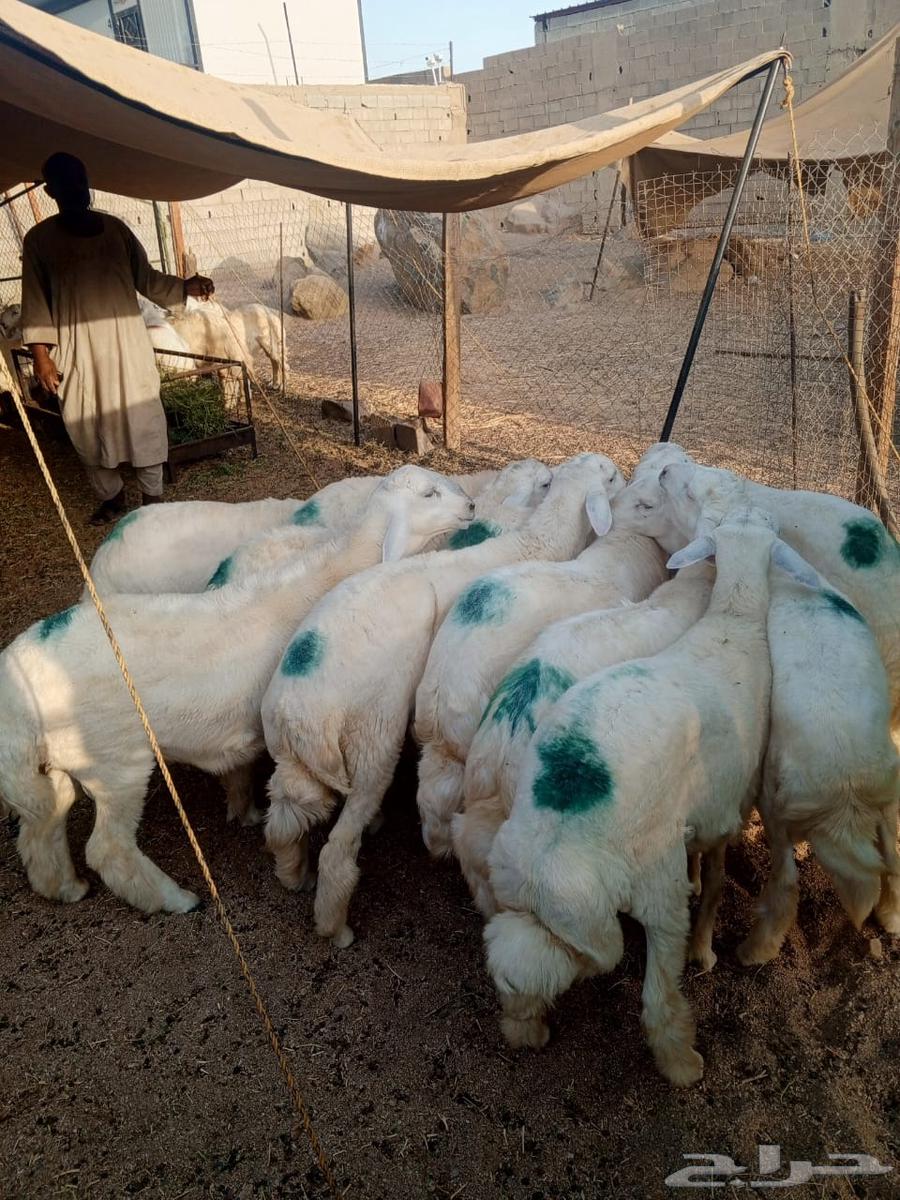 طليان طايفي للبيع مفطحات وثلاجه. وزواج. ويوجد عندنا. توصيل64525206380929110