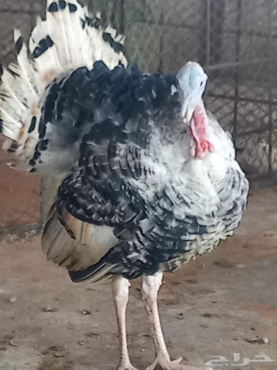ديوك دجاج رومي64521695146883110