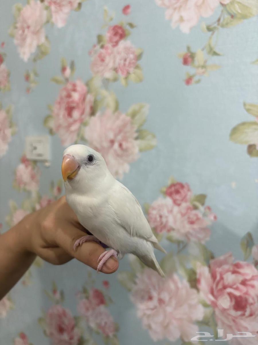 Roz Alif two months old, health 100/100, price 200 riyals64519610745601110