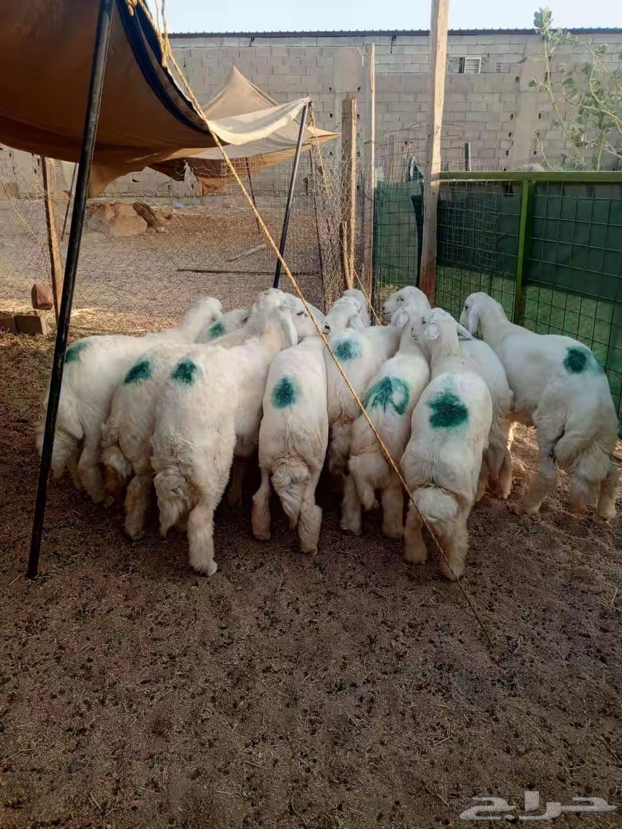 طليان طايفي للبيع مفطحات وثلاجه. وزواج. ويوجد عندنا. توصيل64525206380929111