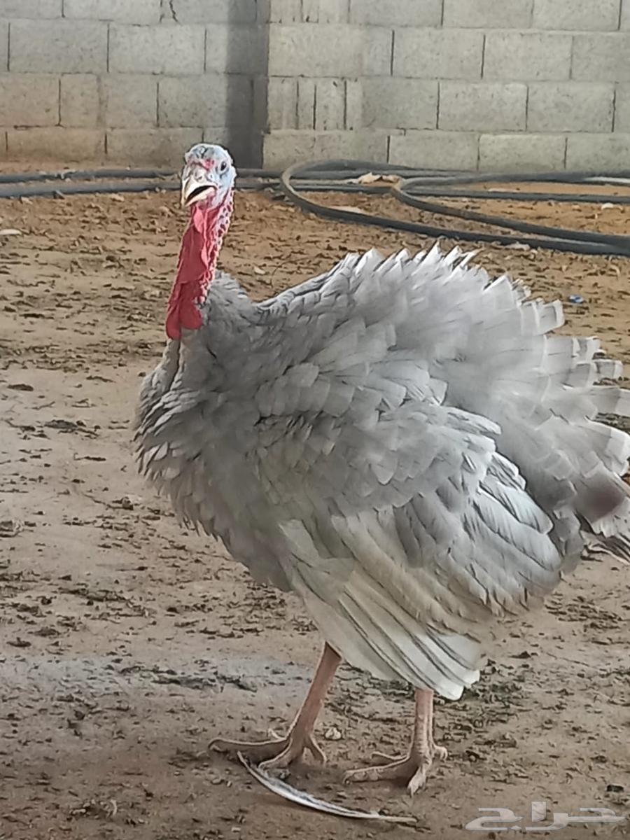 ديوك دجاج رومي64521695146883114