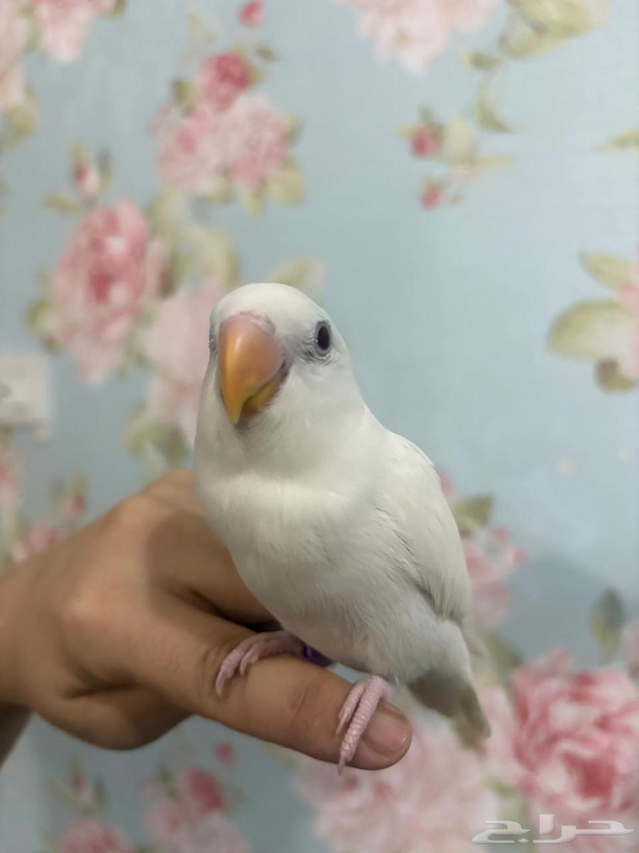 Roz Alif two months old, health 100/100, price 200 riyals64519610745601111