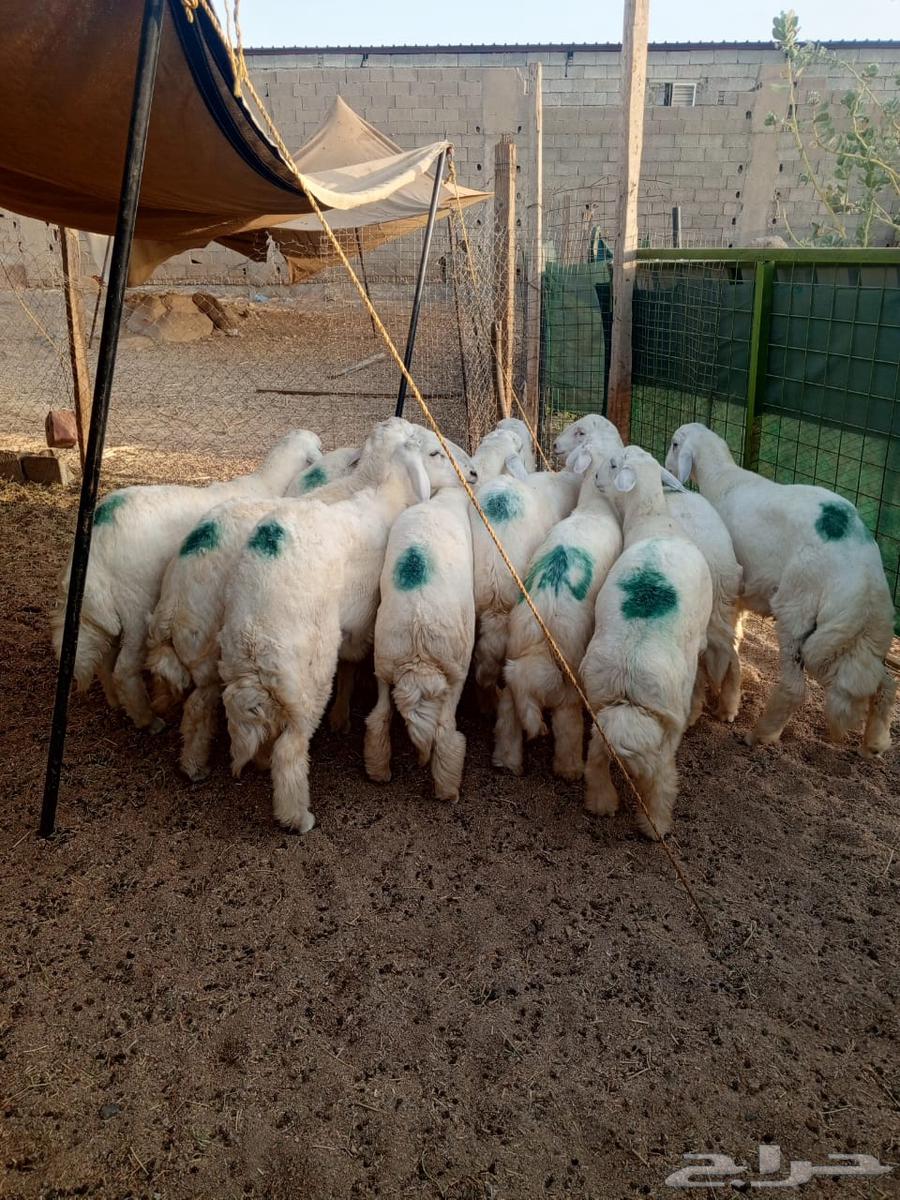 طليان طايفي للبيع مفطحات وثلاجه. وزواج. ويوجد عندنا. توصيل64525206380929114