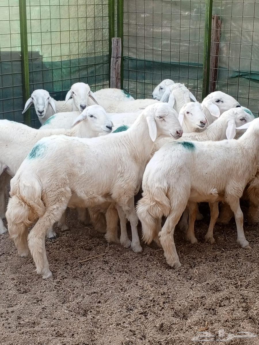 طليان طايفي للبيع مفطحات وثلاجه. وزواج. ويوجد عندنا. توصيل64525206380929112