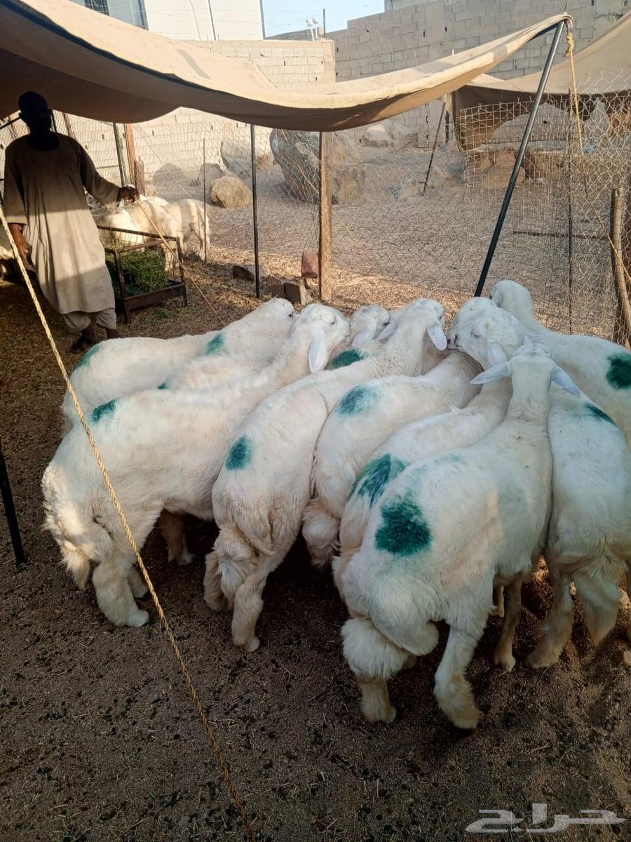 طليان طايفي للبيع مفطحات وثلاجه. وزواج. ويوجد عندنا. توصيل64525206380929113