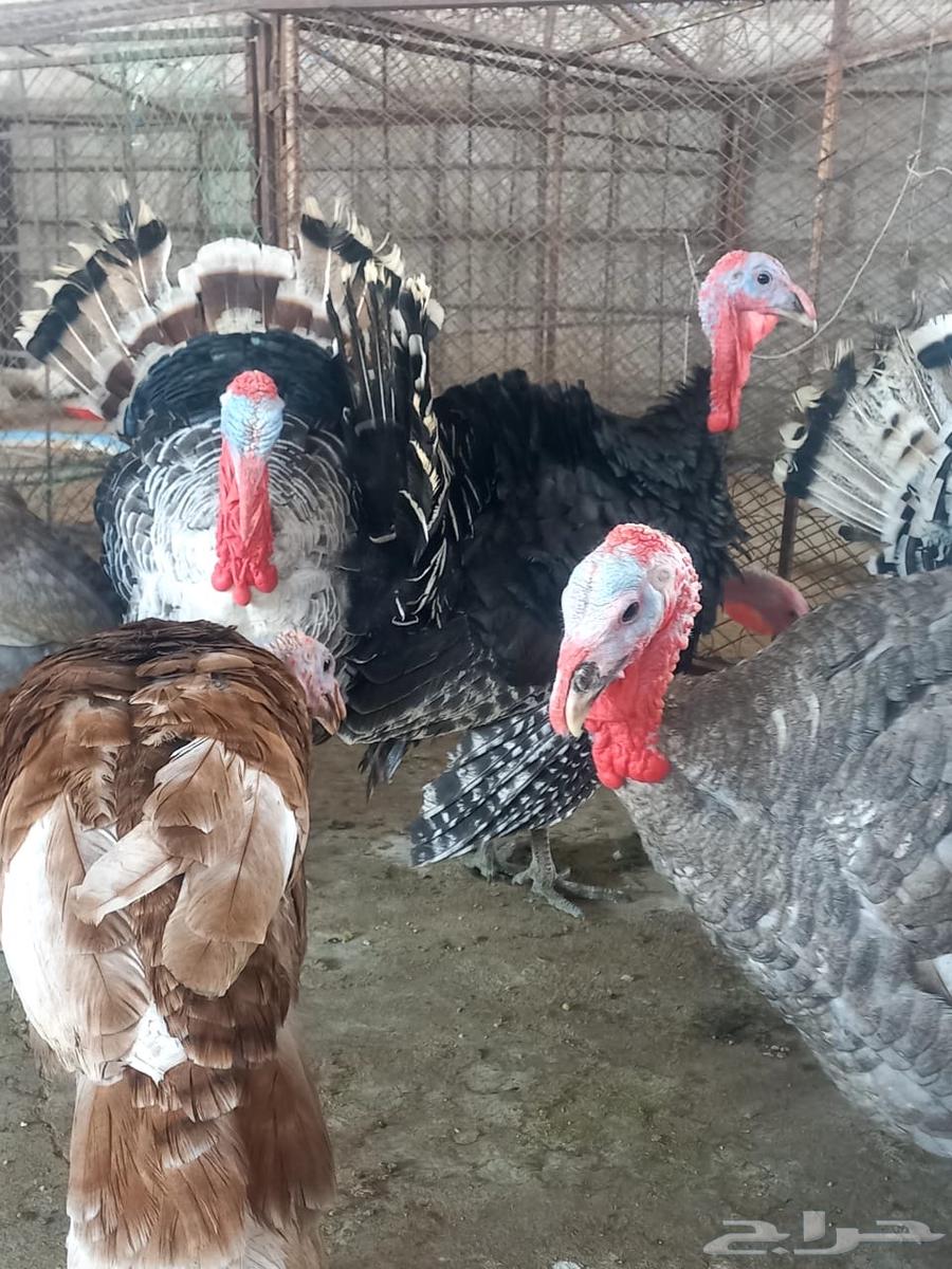 ديوك دجاج رومي64521695146883111