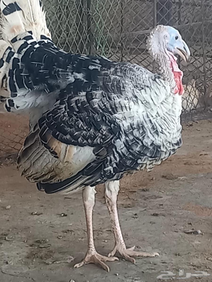 ديوك دجاج رومي64521695146883112