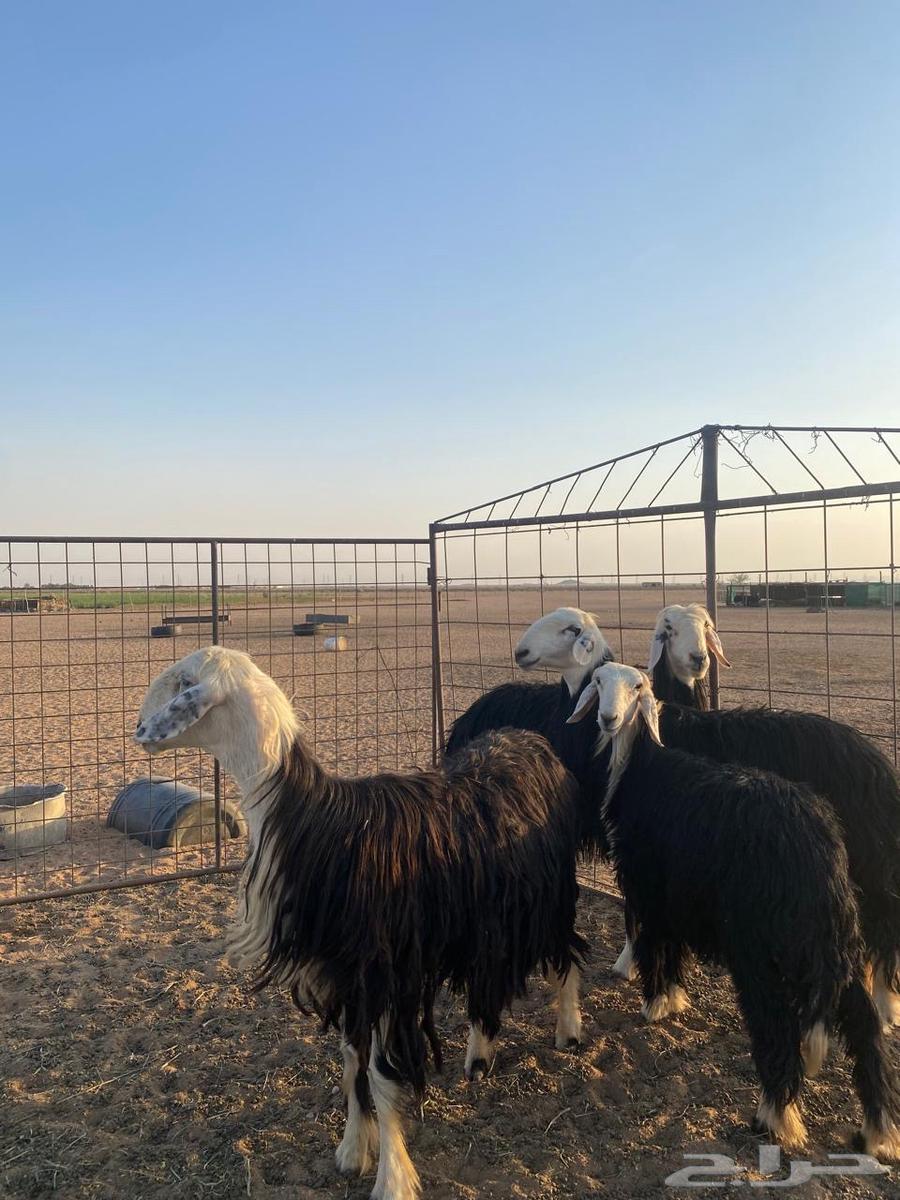 نجد للبيع64525704670978110