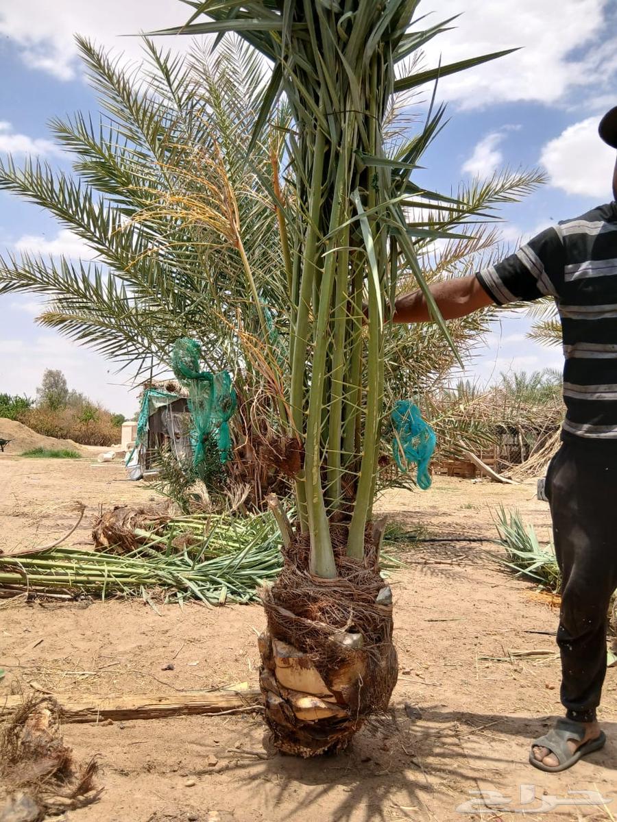 عروض اليوم الوطني نخل مثمر للبيع من 9564526106037505110