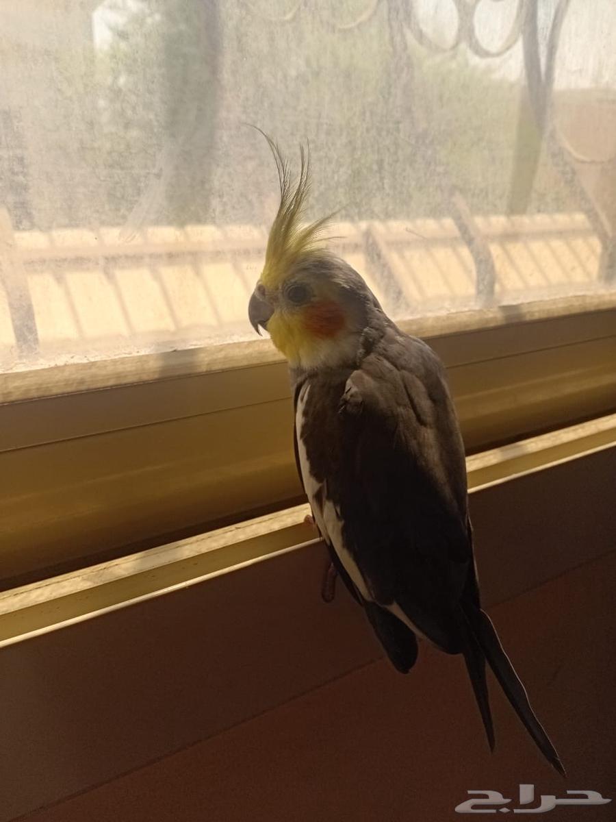 عصفور كروان اليف للبيع64520360865154110